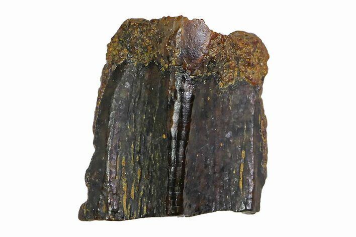 Fossil Hadrosaur (Edmontosaurus) Shed Tooth- Montana #110928